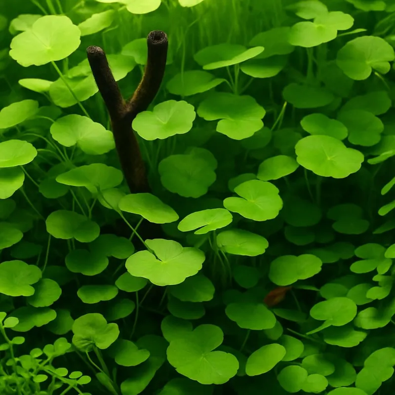 Must-Have Brasilianischer Wassernabel (Hydrocotyle leucocephala) -Bund-